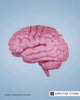 Human brain model illustrating new neuroscience research offering hope for treating phantom limb pain in amputees.
