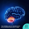 A new study shows that the cerebellum is crucial to helping users control prosthetic limbs.