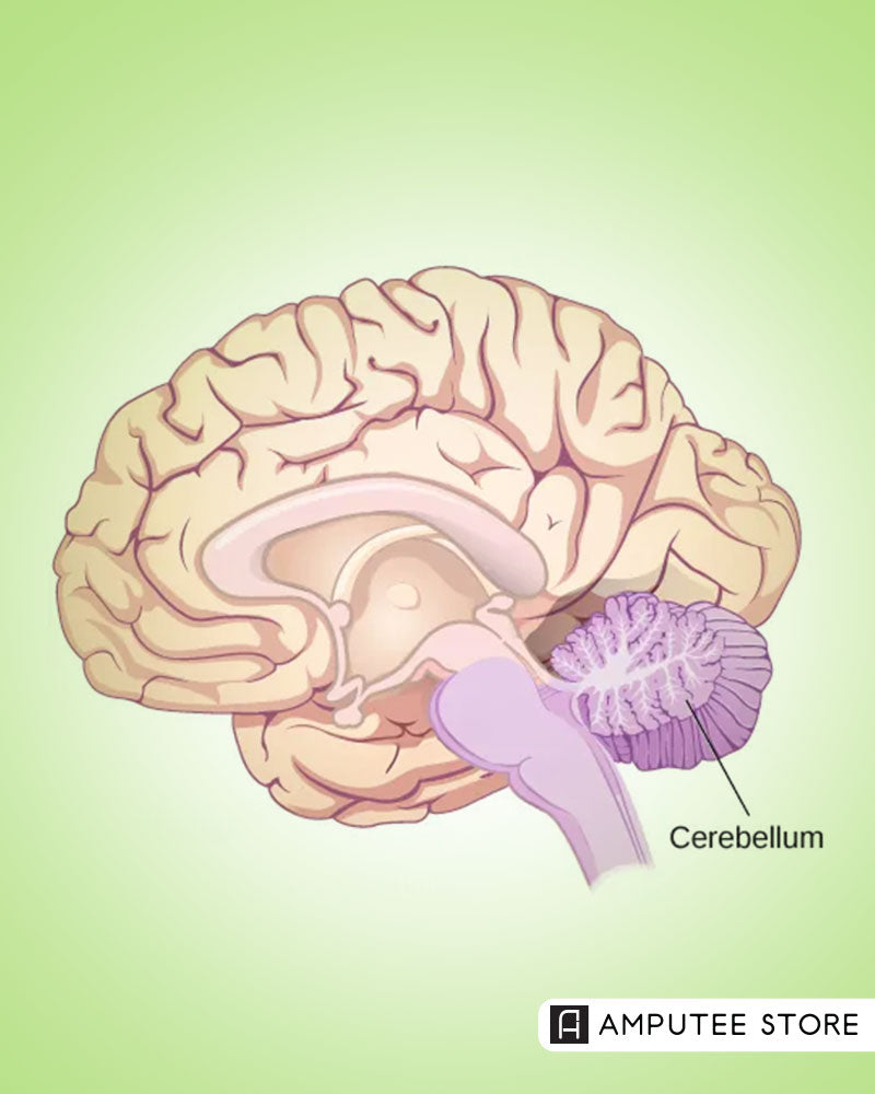 Illustration of human brain highlighting cerebellum, showing how the “little brain” may help control prosthetic limbs and movement.